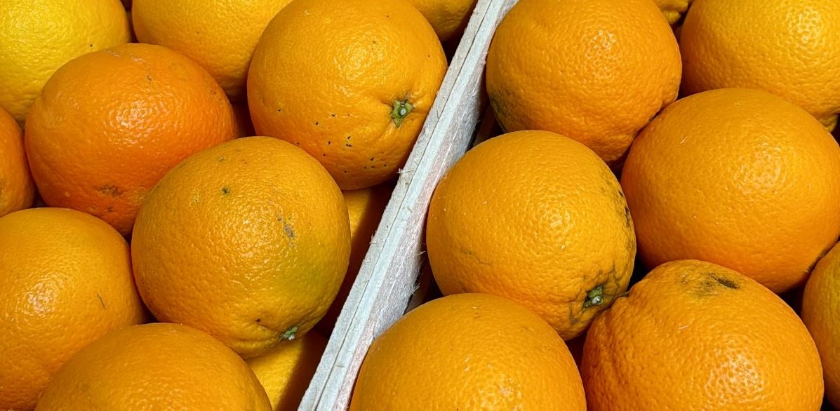 Ribera-Orangen, Neuankünfte Montag, 19. Januar 🍊
